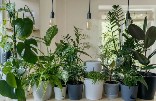 Potted indoor plants (4 pots)